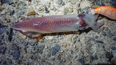 ケンサキエギング