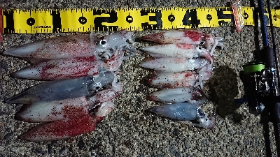 ケンサキエギング