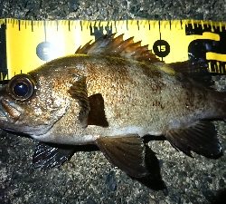 短時間メバリング