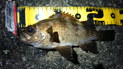 短時間メバリング