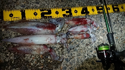 仕事終わりケンサキ調査