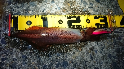 ケンサキエギング