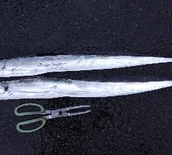 タチウオテンヤ