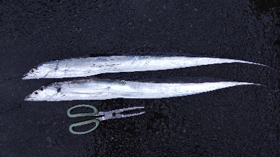 タチウオテンヤ