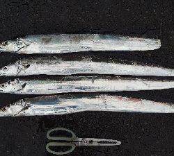 タチウオテンヤ