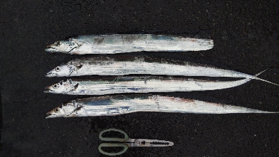 タチウオテンヤ