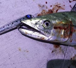 タチウオとサゴシ