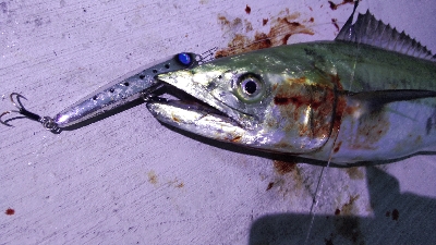 タチウオとサゴシ