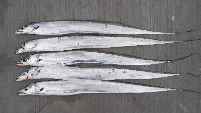 小松島でタチウオ