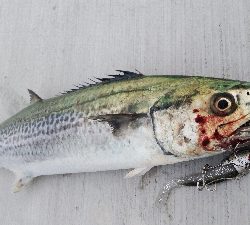 サゴシとタチウオ