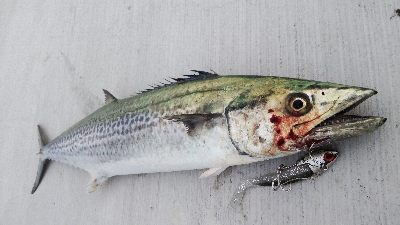 サゴシとタチウオ