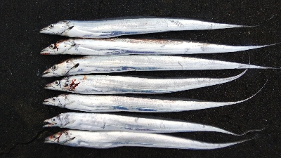 タチウオとシオ