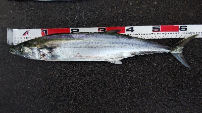 タチウオとサゴシ