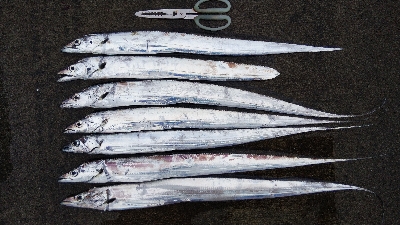 タチウオテンヤ