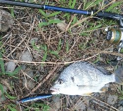 宿毛市松田川にて