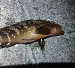 アキジハタが沢山