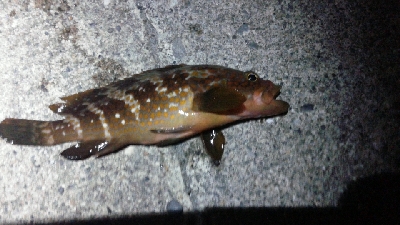 アキジハタが沢山