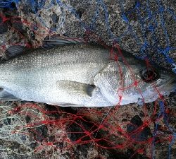 アジングのはずが