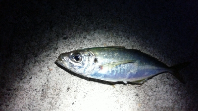 活性が高かったものの地合い短し