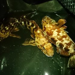 裏切らないガッシー