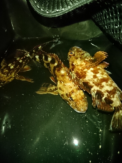 裏切らないガッシー