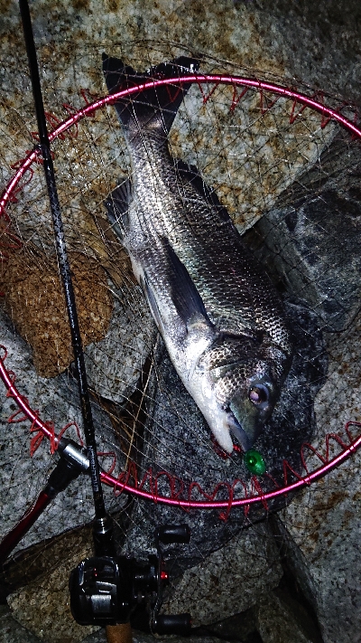 ズル引きでチニング好調！