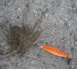 タコストイックのために