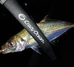 豆アジが回り出しました❗