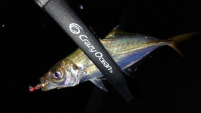 豆アジが回り出しました❗