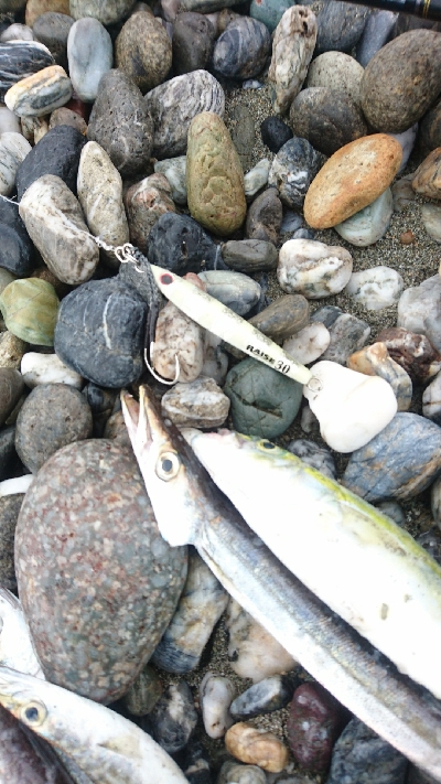 仁淀川河口周辺ライトショアジギング