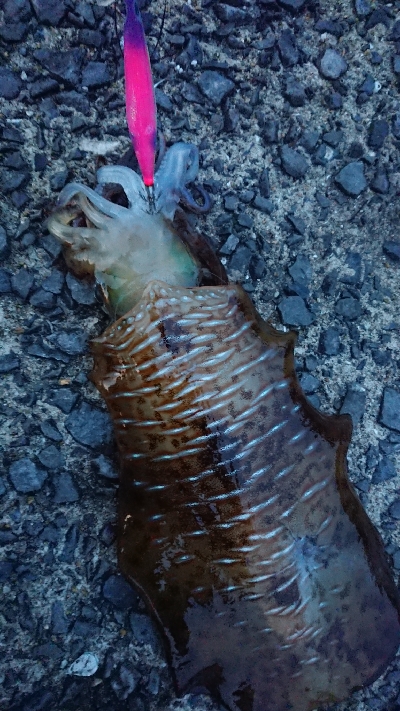 マゴチはホゲたけど、アオリは釣れた！