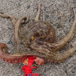 今期、初お持ち帰りサイズ出ました(笑)