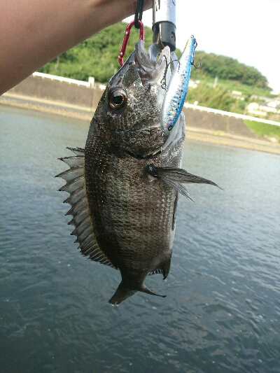 夕方のトップチニング