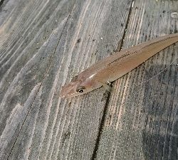 良型キス＆ヒラメ狙いました♪