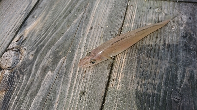 良型キス＆ヒラメ狙いました♪
