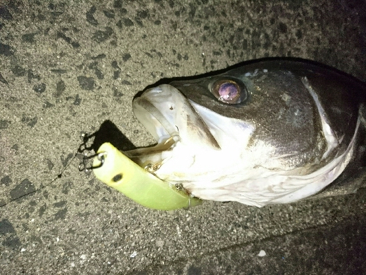 久しぶりのランカーサイズをゲット！！