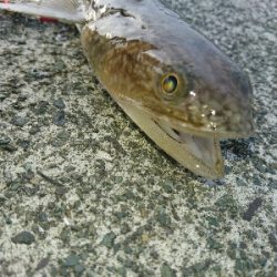 フラットフィッシュ狙いでしたがエソ祭り