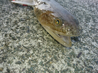 フラットフィッシュ狙いでしたがエソ祭り