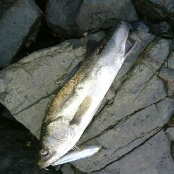 夕マズメ❗トップシーバス炸裂❗