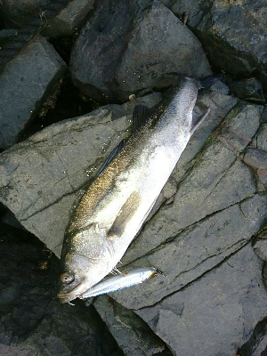 夕マズメ❗トップシーバス炸裂…