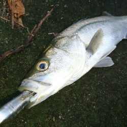 朝マズメ、トップシーバスゲーム❗キャッチ&リリース