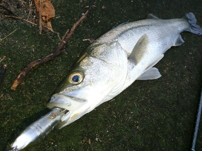 朝マズメ、トップシーバスゲームɵ…