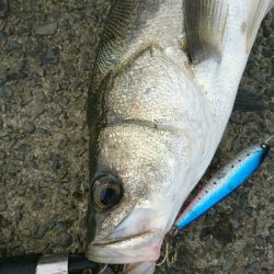 トップで20分、10バイト以上、2本ゲット！