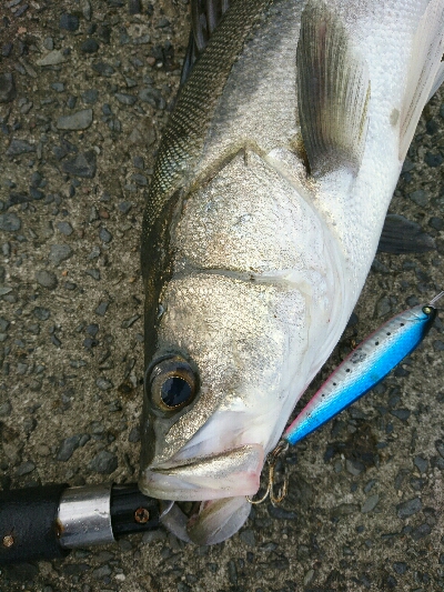 トップで20分、10バイト以上、2本ゲット…