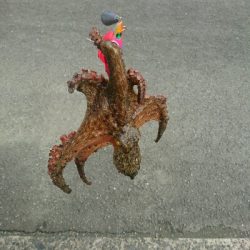 夏本番❗タコ調査で二匹ゲット!!