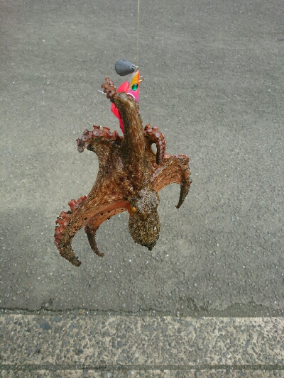 夏本番❗タコ調査で二匹ゲット…