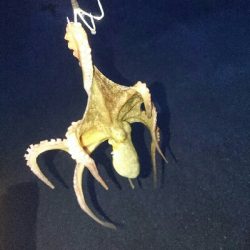 タコ調査2回目❗❗