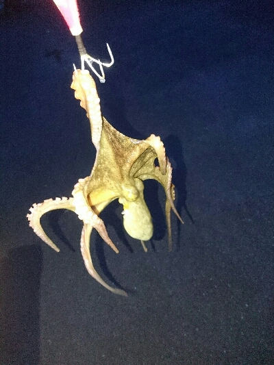 タコ調査２回目❗ɵ…