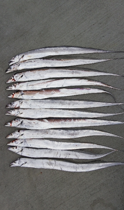 小松島でタチウオ