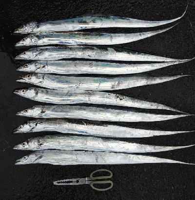 タチウオテンヤ